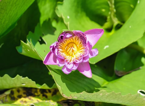 Purple lotus or water lily with the bee polinating in Vietnam photo