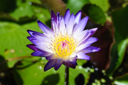 Blue lotus or Water Lily growing in Vietnam close up photo