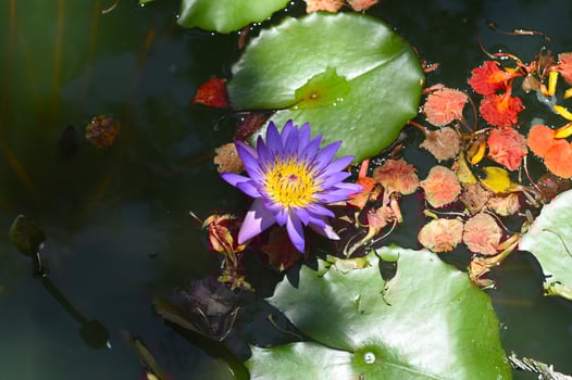 Blue lotus or Water Lily growing in Vietnam photo