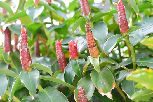 Indian head ginger in a garden closeup photo