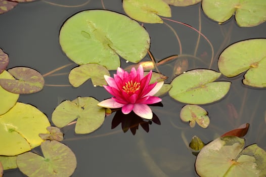 Bright pink water lily with leaves in pond. Russian Far East. photo