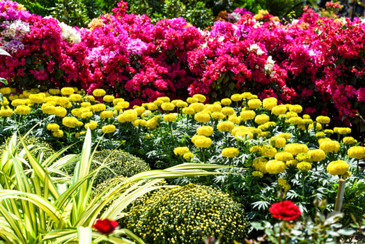 Tagetes erecta, Aztec marigold or Mexican marigold flowers growing as decor for Tet Lunar New Year in Vietnam photo