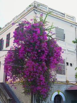 Growing pink Bougainvillea flowers at a building in Nha Trang Vietnam photo