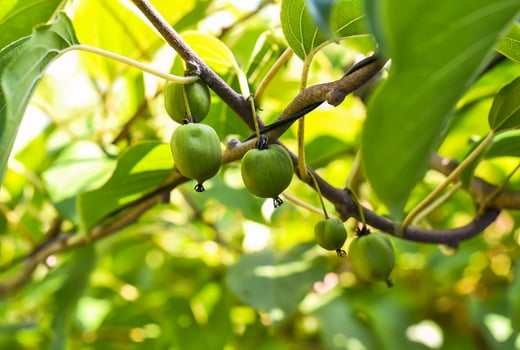 Actinidia liana treelike deciduous dioecious grows in Far East and having other name raisins or Sultana grape photo