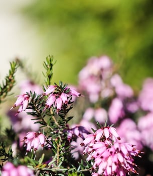 Pink Erica carnea flowers , winter Heath in the garden in early spring photo