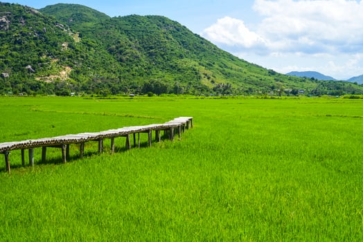 landscape of rice field and wooden pier in Vietnam on a sunny day photo
