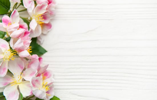 Pink and white flowers bordering a white wooden background photo