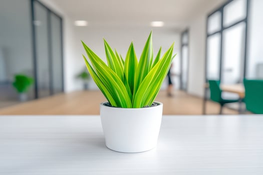 Green Plant in White Pot on Modern Office Desk photo