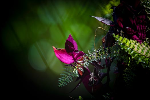A purple flower photo