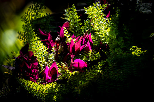 A bunch of purple flowers photo
