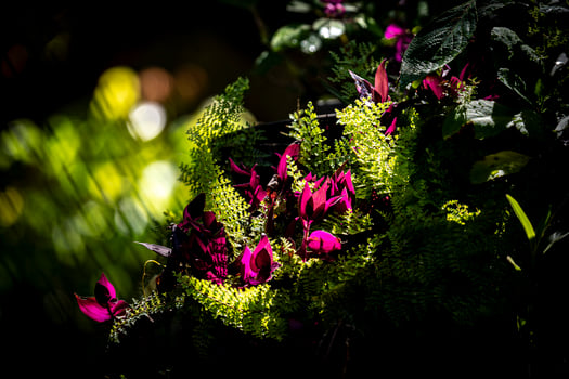 A bunch of flowers photo