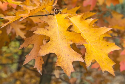 Yellow autumn leaves of canadian oak closeup photo