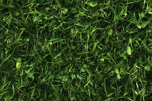 Bright Green Grass Lawn Texture with Fresh Leaves in Natural Outdoor Sunlight Top View photo