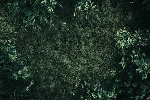 Lush Green Grass Surrounded by Dense Foliage and Plants in Natural Outdoor Forest Setting photo
