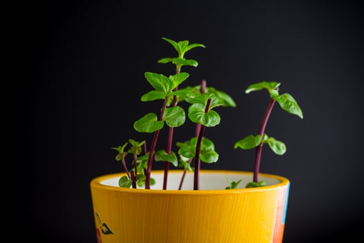 young mint bush in a pot isolated on black background photo