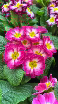 primrose pink flower bloom spring photo