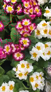 primrose pink and white flower bloom spring photo