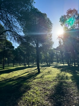 Sunlight streaming through tall trees in a serene forest setting during daytime photo