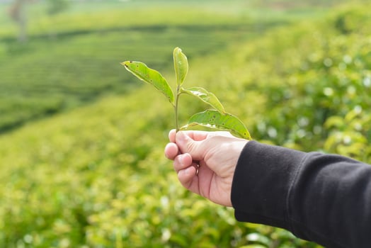 Hand holding tea crop against the tea hill in Da Lat Vietnam photo