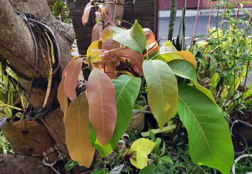 young mango leaves on a mango tree 11 photo