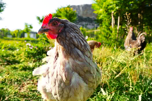 Chickens foraging in a sunny garden at midday with greenery all around photo