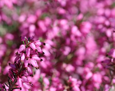 Pink Erica carnea flowers in the garden in early spring photo