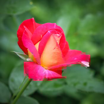Beautiful red rose with dew drops in the garden on a sunny day. Ideal for background greeting cards photo