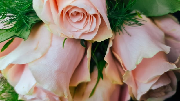 Rose roses with green leaves photo