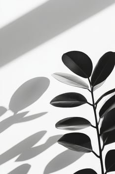 Rubber plant leaves casting shadows on a white wall photo