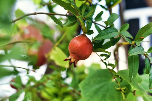 Pomegranate fruit growing on a branch in Vietnam photo