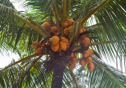 Orange coconuts growing in a palm tree in Malaysia photo