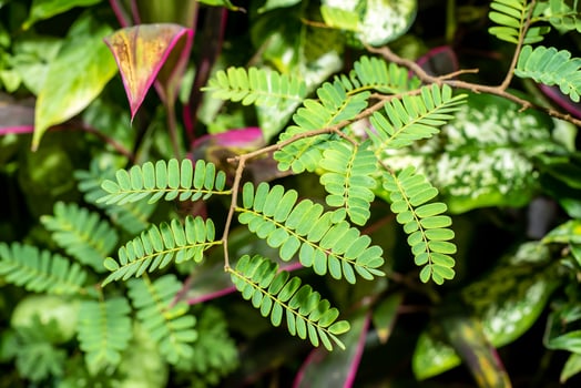 Leucaena leucocephala or jumbay, pearl wattle photo