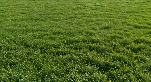 Vibrant Green Grass Field Nature Background Lush Meadow Texture eco lawn leaf rural plant fresh photo