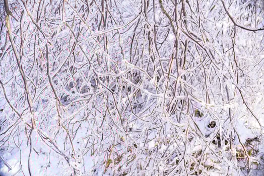 Winter natural background with frozen branches of birch trees covered with ice. Russia, winter forest photo