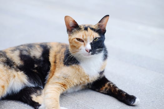 Cute tabby adorable cat is black and orange color in fur relaxing on concrete floor outdoor photo