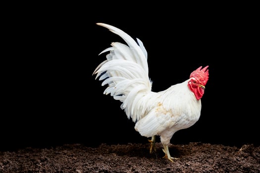 White chicken Natural rustic style chicken farm. Rooster. Isolated on black background. photo