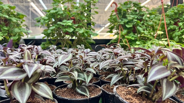 Tradescantia houseplant in the interior, botany flora photo