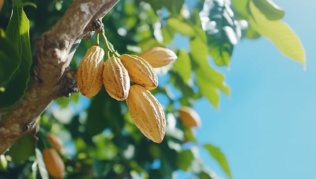 Cacao pods hanging from a tree against a blue sky. photo
