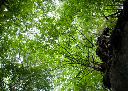 View towards the sky between green branches of the forest. photo