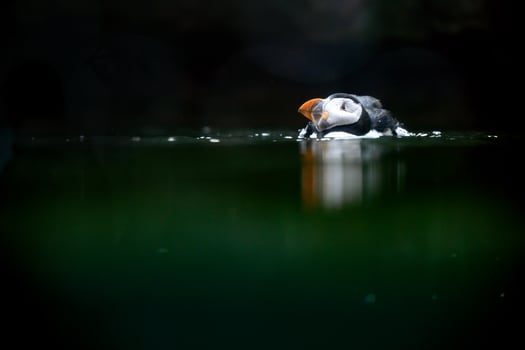 Atlantic puffin swimming in a water in a Copenhagen zoo Kobenhavn 2025 photo