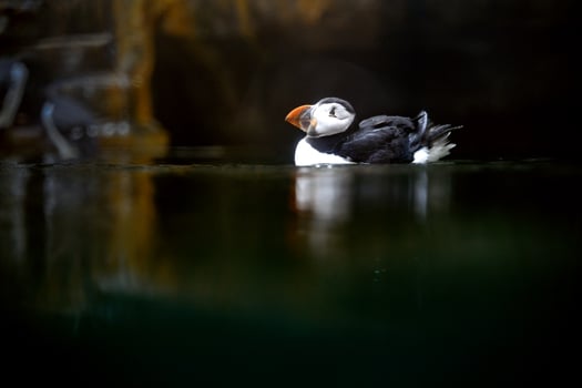 Atlantic puffin swimming in a water in a Copenhagen zoo Kobenhavn 2025 photo