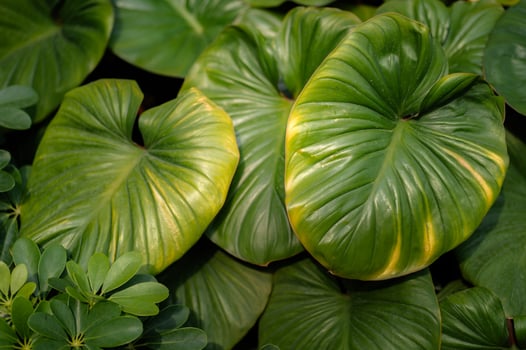 abstract green leaves texture, nature background photo
