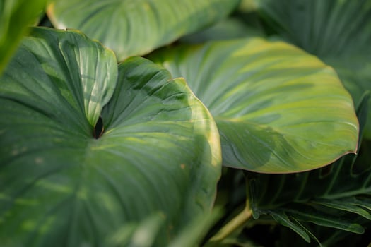 abstract green leaves texture, nature background, dark tone wallpaper photo