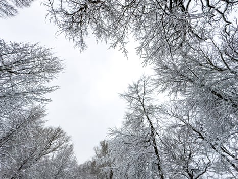 A mesmerizing close-up of tree branches covered in freshly fallen snow, forming intricate patterns against a muted winter sky. The delicate balance of snow adds a serene and peaceful touch photo