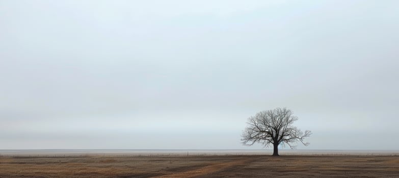 Solitary Tree in Minimalist Landscape Under Overcast Sky for Design and Print photo