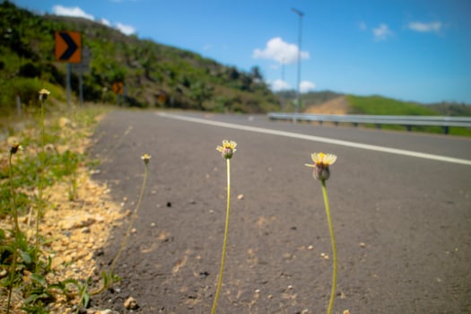 FLOWER BESIDE THE ROAD IN TROPICAL ISLAND photo