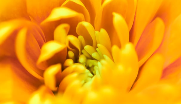 Abstract floral background, yellow chrysanthemum flower. Macro flowers backdrop for holiday brand design photo