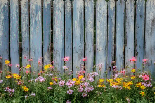 Colorful cosmos flowers blooming by weathered blue wooden fence photo