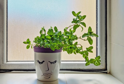 Bright mint sprouts gracefully from charming face pot, mint thriving in gentle windowsill light, mint bringing fresh aroma and easy style, mint perfect for everyday culinary use photo