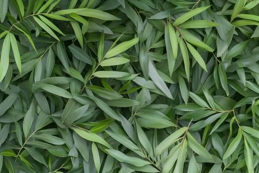 A close up of green leaves on a wall photo